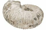 11.1" Bumpy Ammonite (Douvilleiceras) Fossil - Giant Specimen! - #200350-2